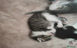 Mixed Breed cats for sale: Gorgeous friendly kittens - Image 2