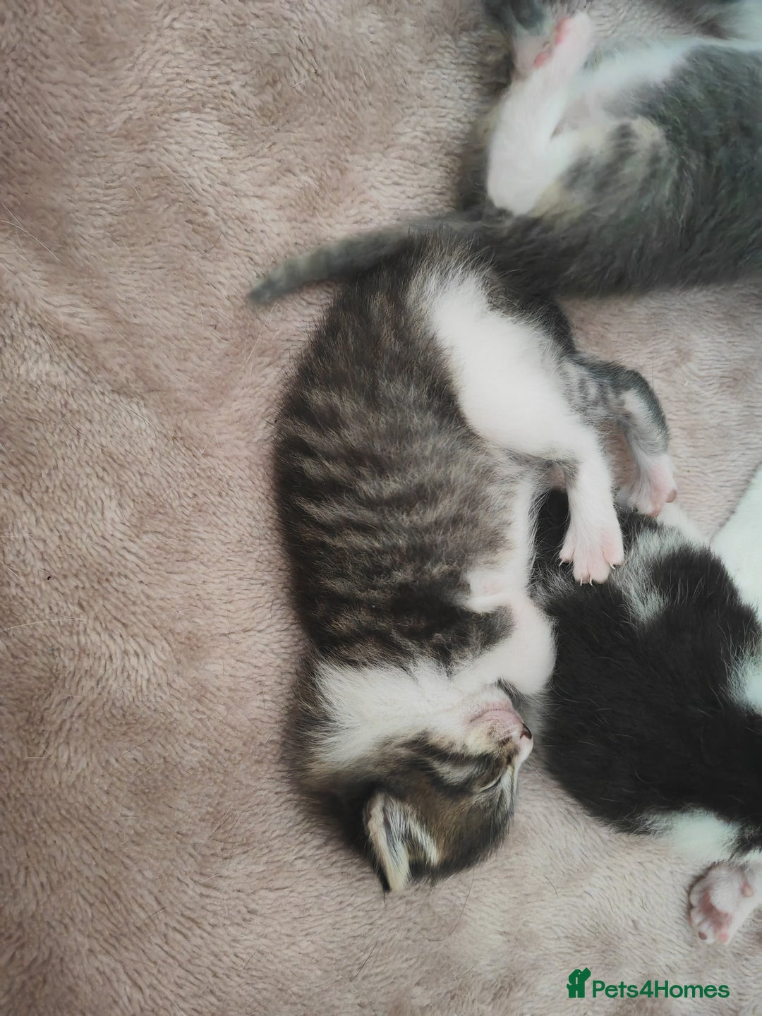 Mixed Breed cats for sale: Gorgeous friendly kittens - Image 2