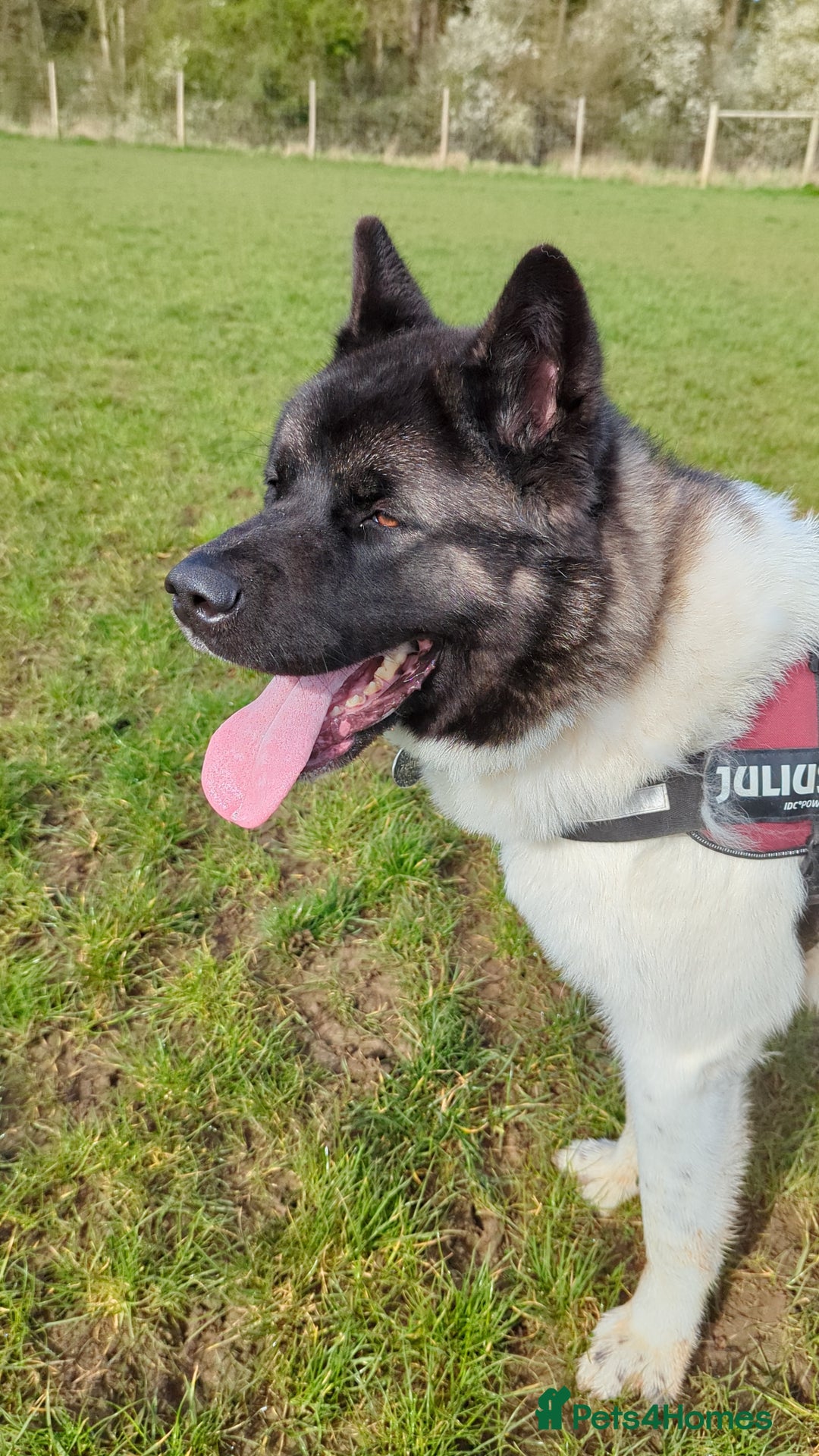 Akita dogs for sale: Zeus looking for his forever home - Advert 11