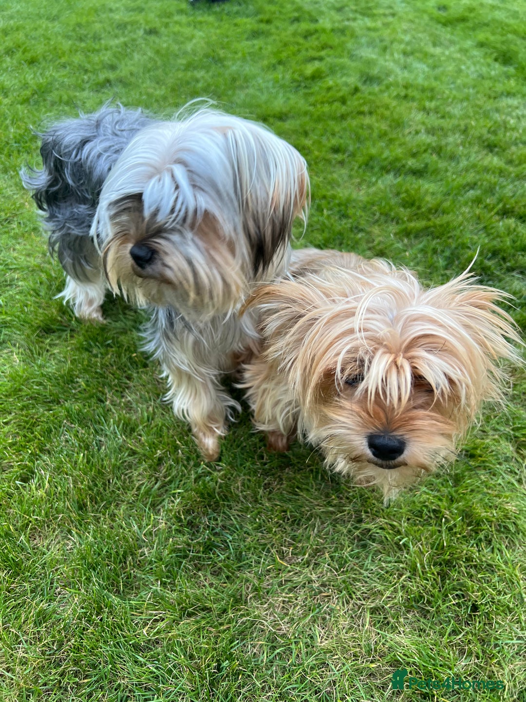 Yorkshire Terrier dogs for sale: Beautiful Chocolate Orange Yorkshire Terriers - Image 24