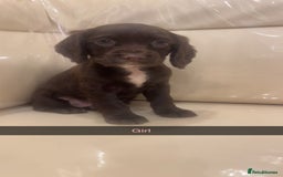 Cocker Spaniel dogs for sale: Cocker spaniel puppies  - Image 5