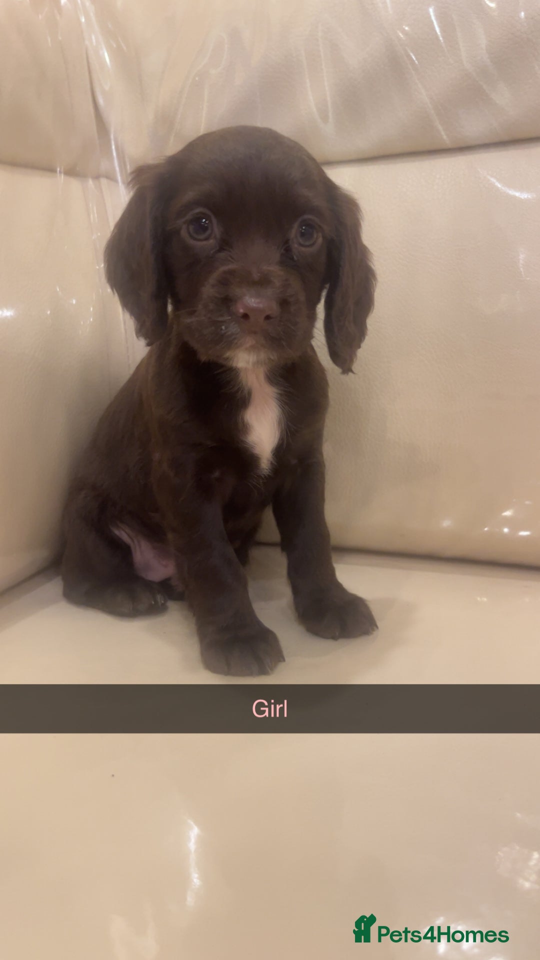 Cocker Spaniel dogs for sale: Cocker spaniel puppies  - Image 5