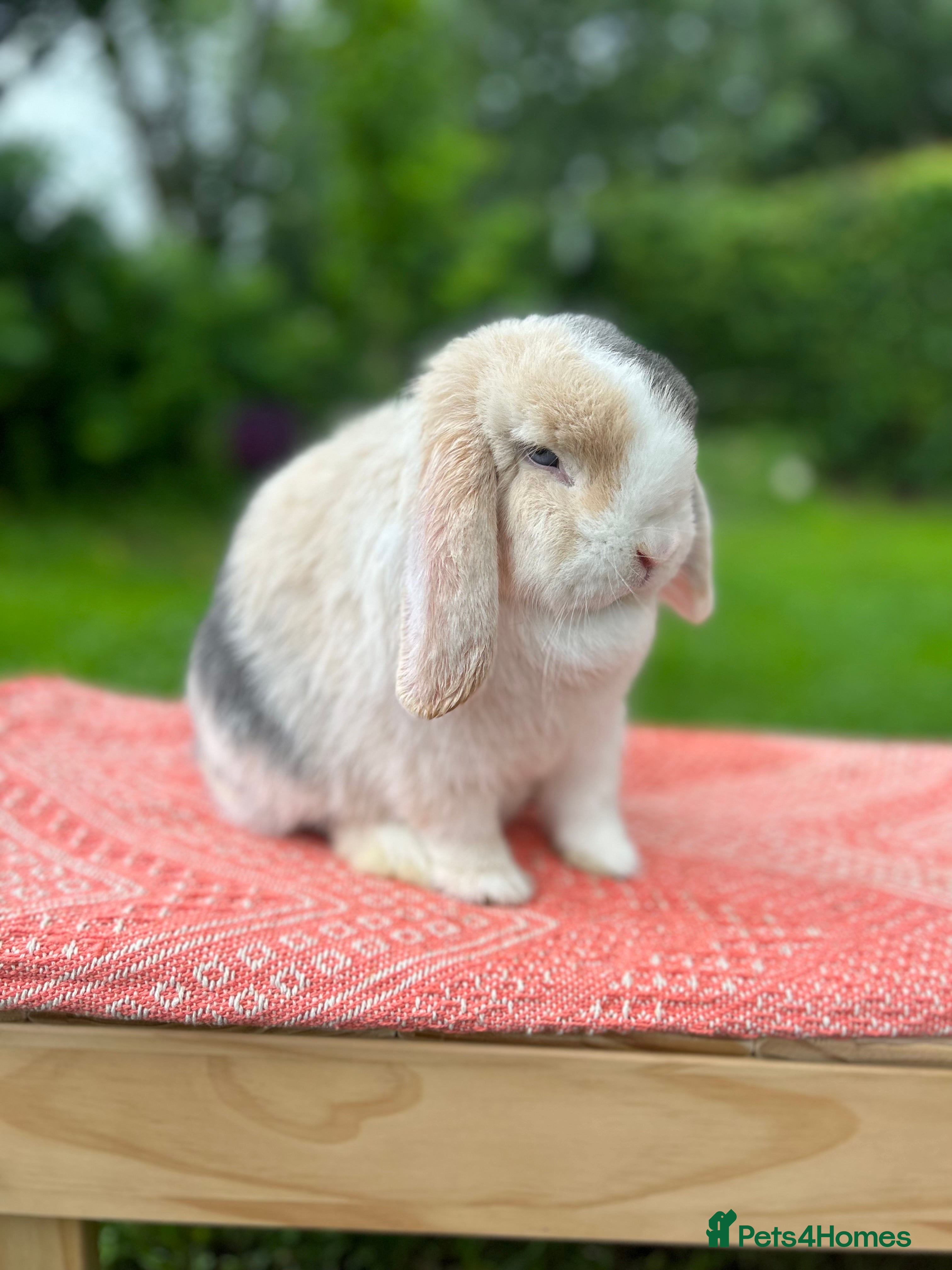 Mini Lop rabbits ⭐ VACCINATED ADULT PUREBRED MINI LOP RABBITS ⭐  - Advert 5