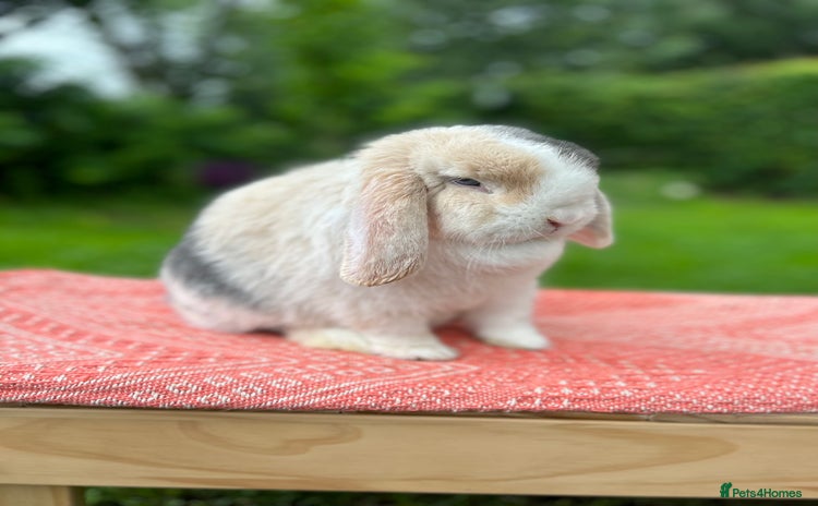 Mini Lop rabbits ⭐ VACCINATED ADULT PUREBRED MINI LOP RABBITS ⭐  - Advert 1