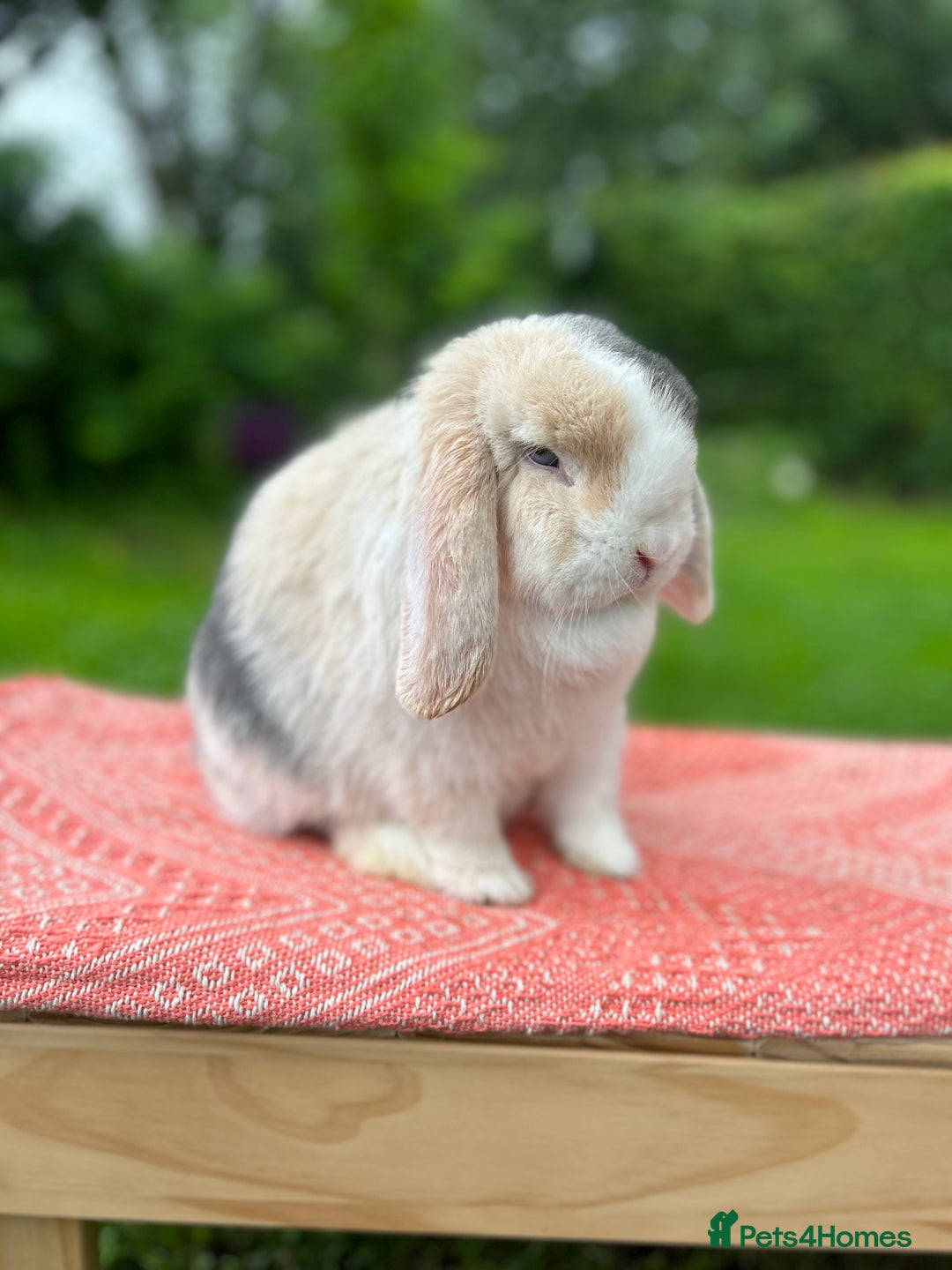 Mini Lop rabbits for sale: ⭐ VACCINATED ADULT PUREBRED MINI LOP RABBITS ⭐  - Advert 1