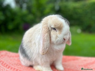 Mini Lop rabbits ⭐ VACCINATED ADULT PUREBRED MINI LOP RABBITS ⭐ - Advert 1
