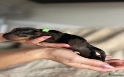 Dachshund dogs for sale: Miniature Dachshunds - Image 3