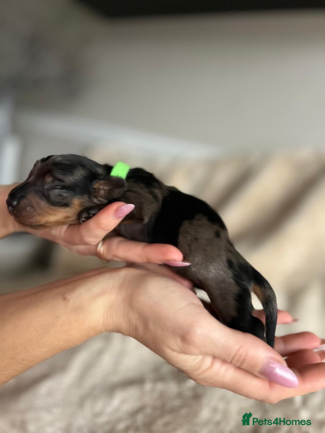 Dachshund dogs for sale: Miniature Dachshunds - Image 3