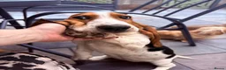 Basset Hound dogs for sale: Basset hound female  - Advert 5