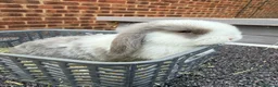 Mini Lop rabbits for sale: 8 week old mini lops. Ready now.  in Tamworth - Advert 10