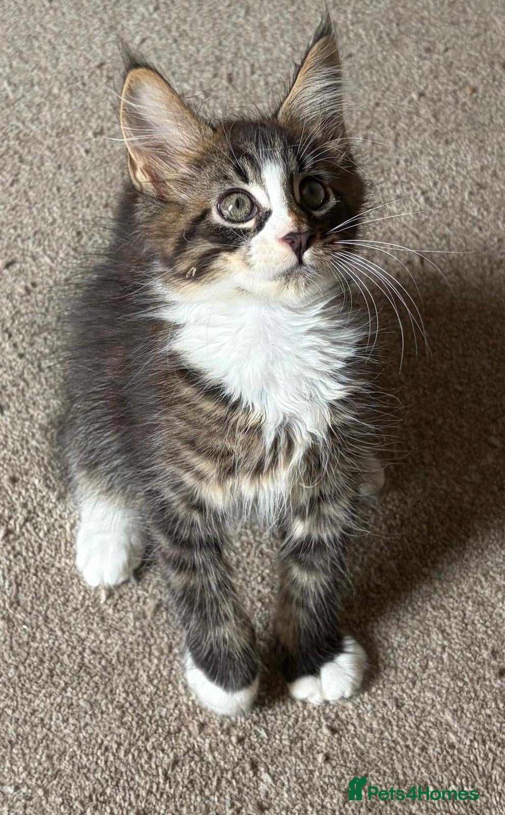 Maine Coon cats Beautiful Pedigree Maine Coon Kittens  - Advert 2