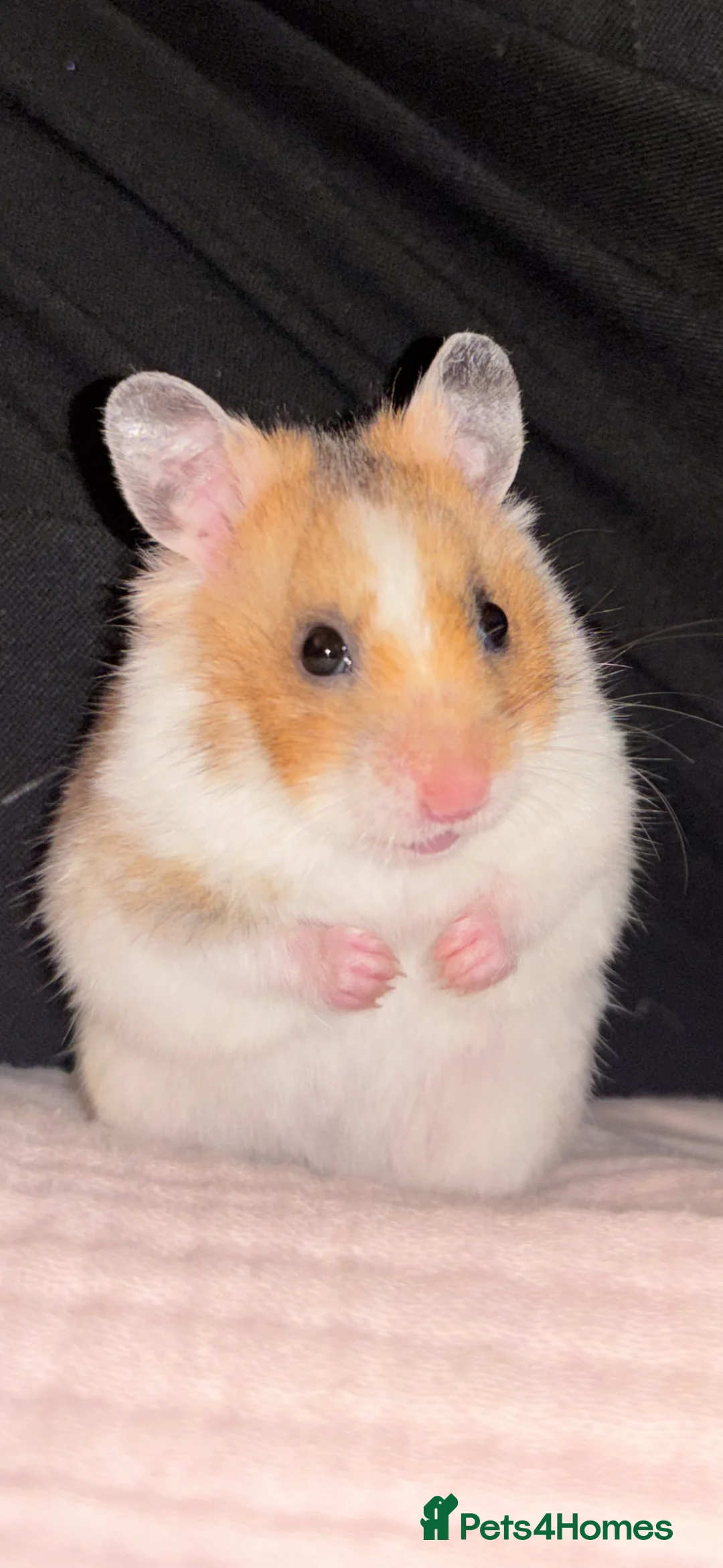 Hamster rodents for sale: Syrian Hamster and cage - Advert 2