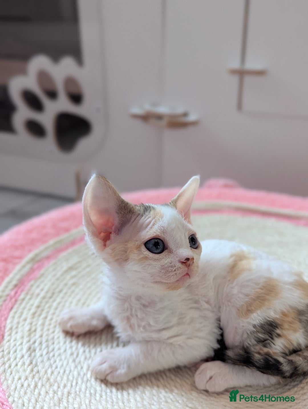 Devon Rex cats for sale: 🐾 Beautiful Devon Rex Kittens💕 - Image 26