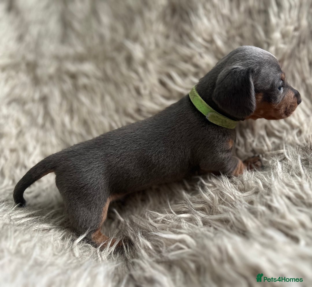 Dachshund dogs for sale: Beautiful mini dachshund babies  - Image 15