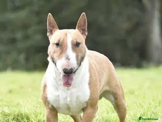 Bull Terrier dogs Miniature english bull terrier stud in Preston - Advert 2
