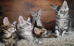 Maine Coon cats for sale: 👑 6 Majestic, health tested Kittens- TICA reg 🧬 - Image 24