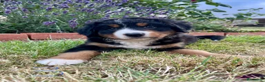 Bernese Mountain Dog 3