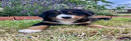 Bernese Mountain Dog dogs for sale: Bernese Mountain Dog Puppies - Advert 2