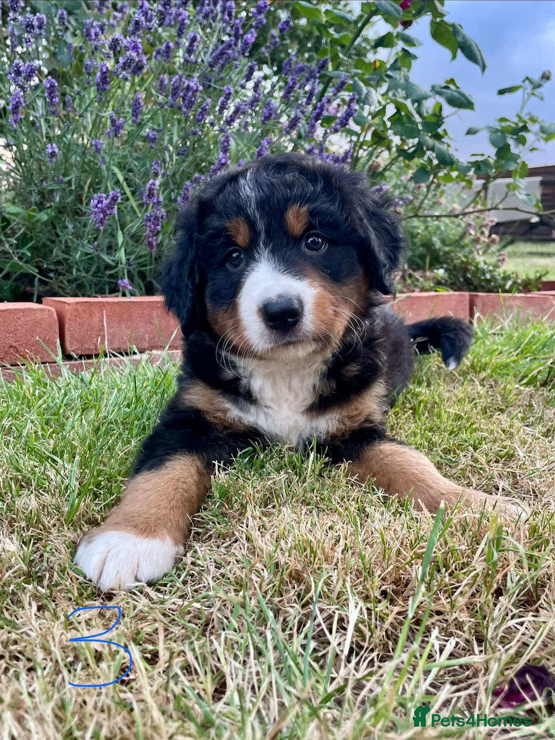 Bernese Mountain Dog dogs for sale: Bernese Mountain Dog Puppies - Advert 2