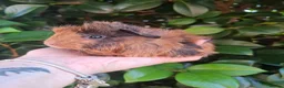 Guinea Pig rodents for sale: Gorgeous boars- All rehomed now - Advert 5