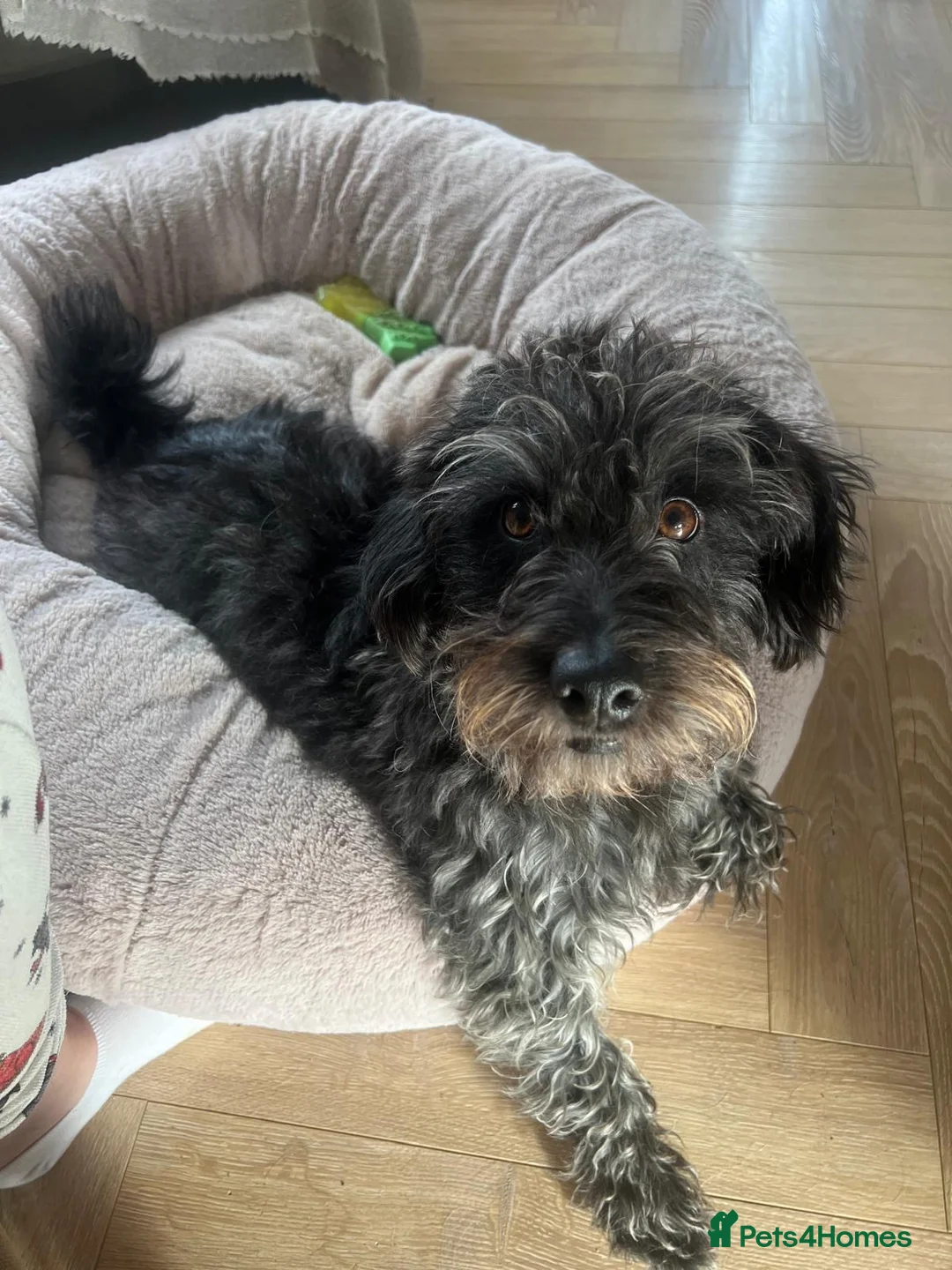 Mixed Breed dogs for sale: Calvin, 5 year old sweet boy looking for new home - Advert 6