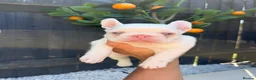 French Bulldog dogs for sale: VISUAL PINK PLATNIUM MERLE FEMALE PUPPIES - Advert 1