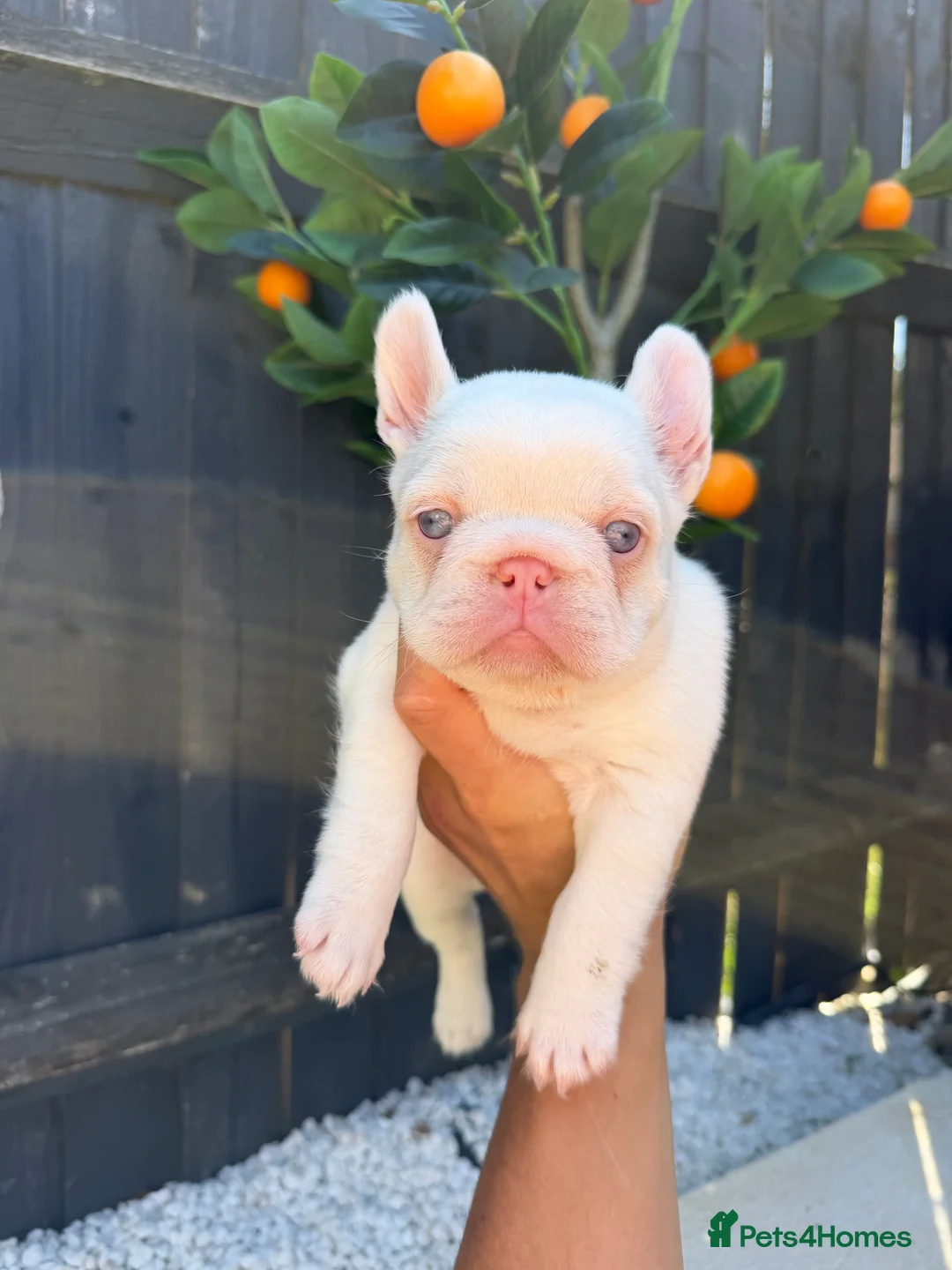 French Bulldog dogs for sale: VISUAL PINK PLATNIUM MERLE FEMALE PUPPIES - Advert 1