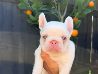 French Bulldog dogs VISUAL PINK PLATNIUM MERLE FEMALE PUPPIES - Advert 1