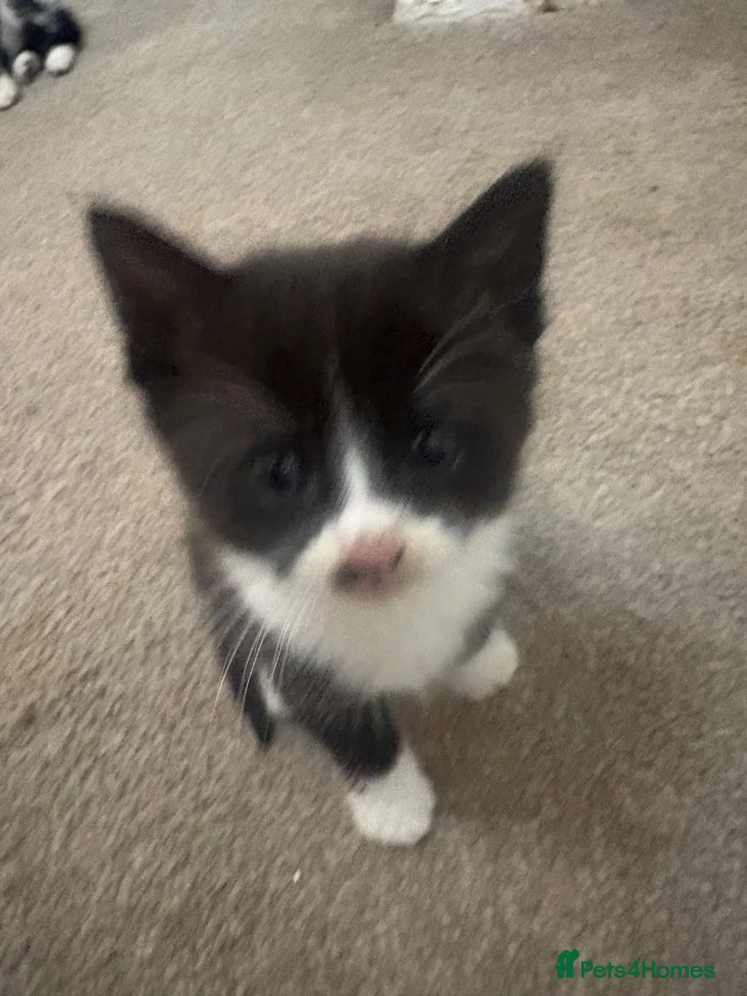 British Shorthair cats for sale: Beautiful black and white kittens ready - Advert 2