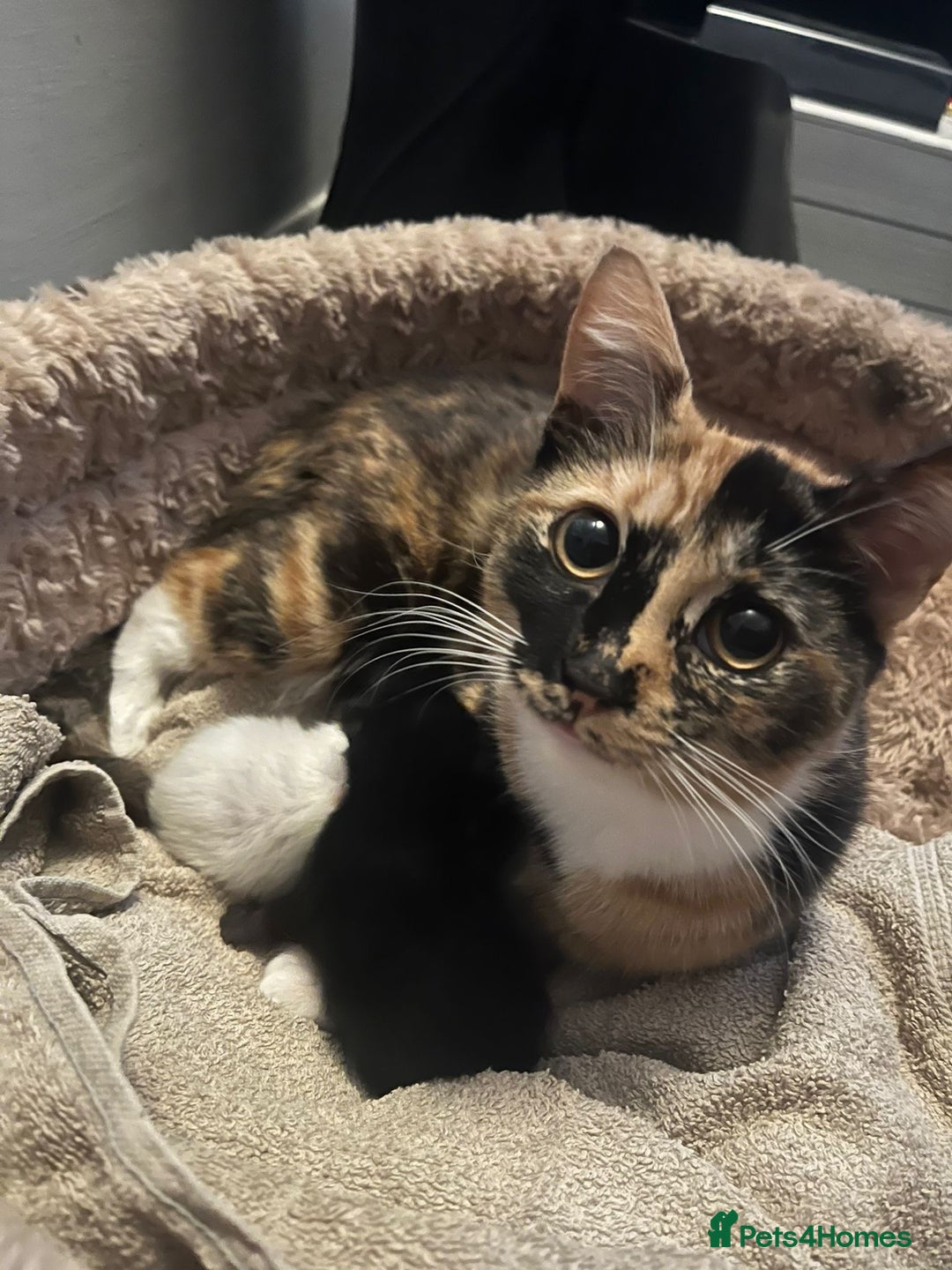 British Shorthair cats for sale: White short hair kitten  - Advert 1