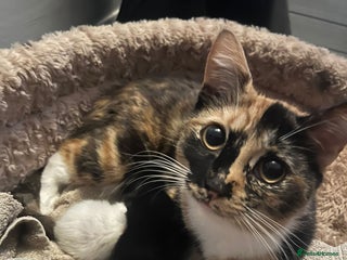 British Shorthair cats White short hair kitten - Advert 1