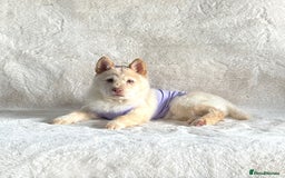 Mixed Breed dogs for sale: Stunning chowsky puppies for sale  - Image 3