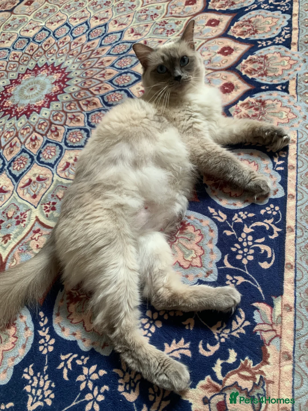 Ragdoll cats for sale: 2 Female ragdoll cats and 3 kittens-relisted - Advert 2
