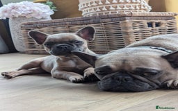 Mixed Breed dogs for sale: Re homing due to work change in circumstances.  - Image 8