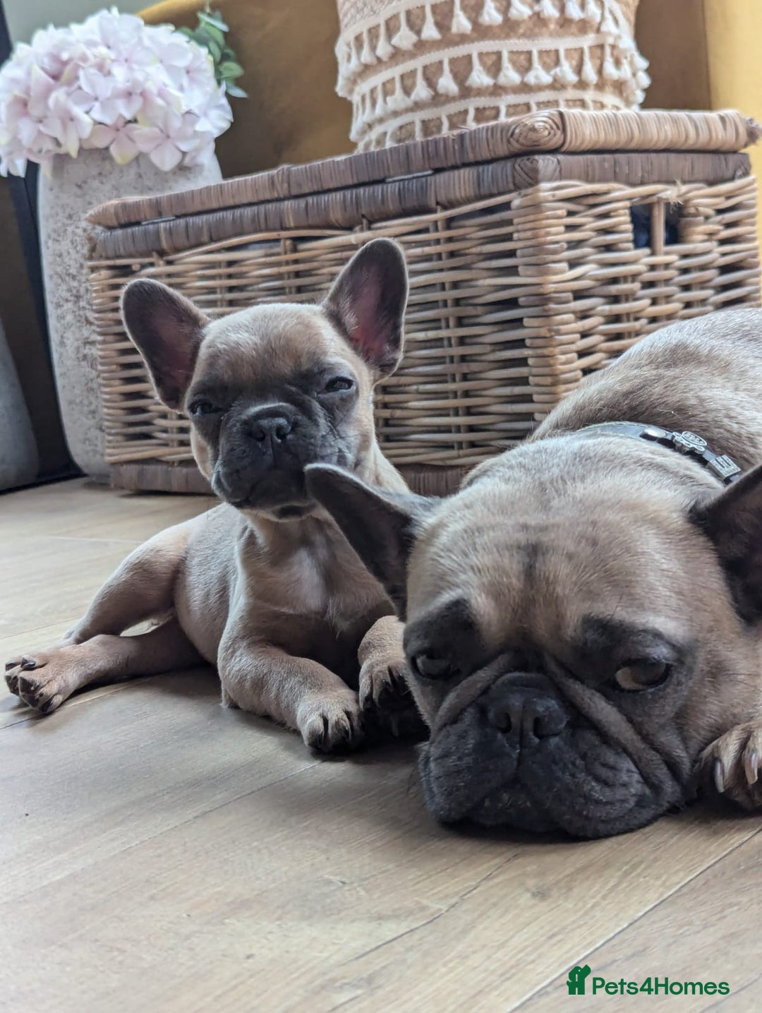 Mixed Breed dogs for sale: Re homing due to work change in circumstances.  - Image 8