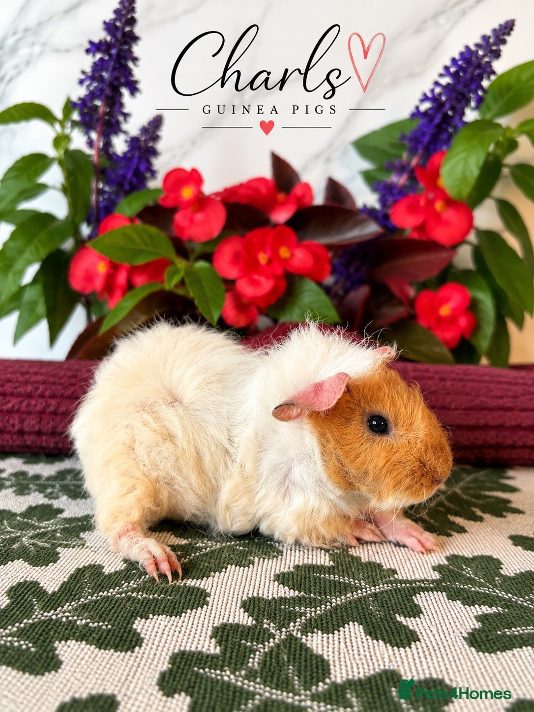 Guinea Pig rodents Baby boys for sale  - Advert 1