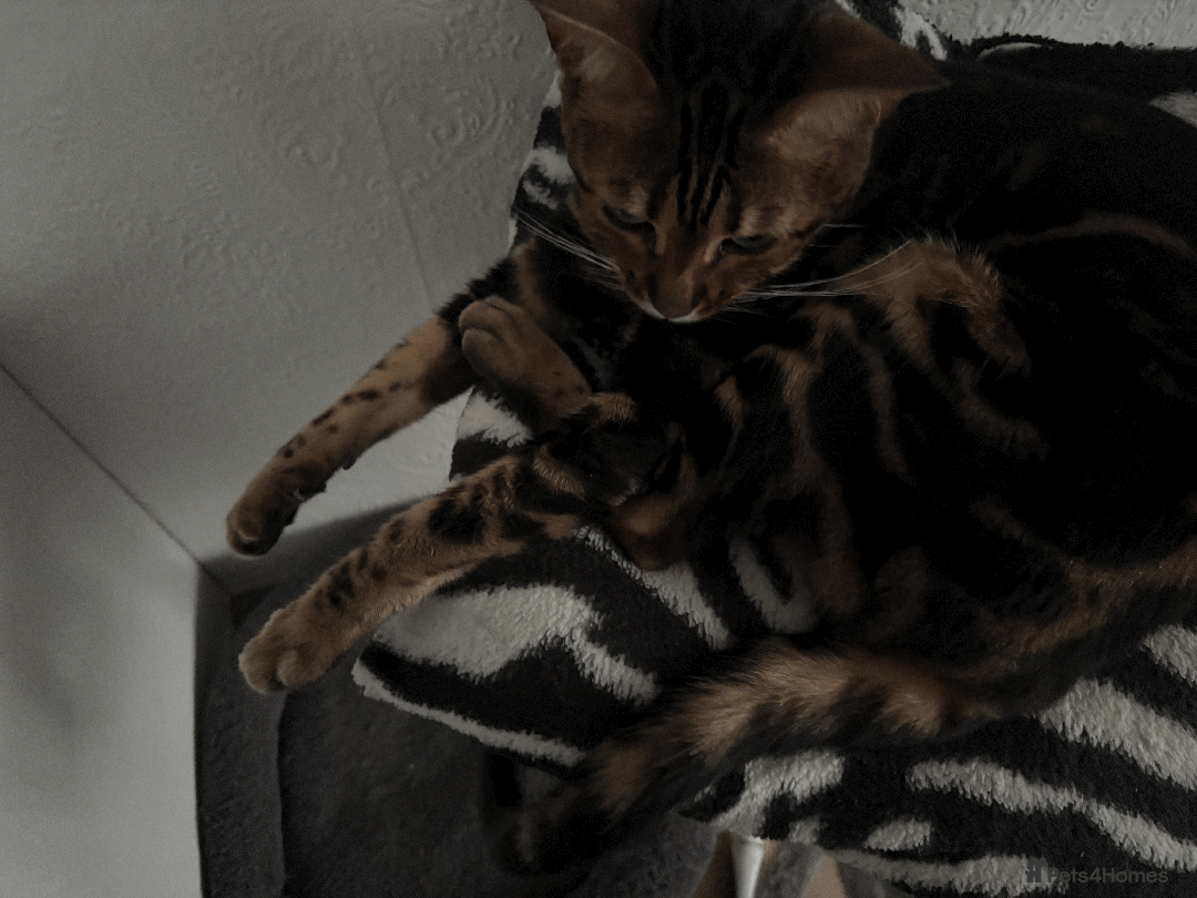 Bengal cats for sale: Beautiful Purebred Bengal Cat for sale - Advert 4