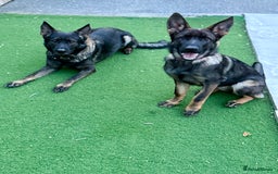 German Shepherd dogs for sale: ❤️ CAN YOU IMAGINE LIFE WITHOUT HER 🐾 😊❓  - Image 6