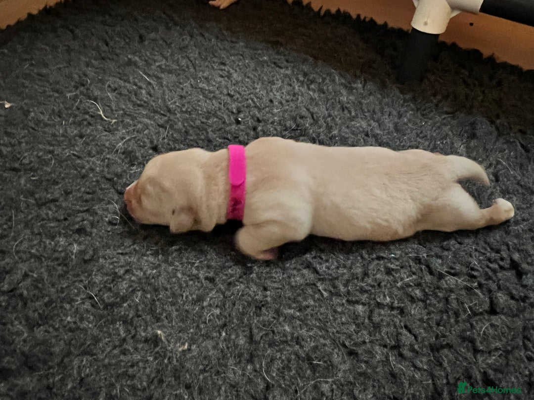 Labrador Retriever dogs for sale: Labrador puppies in Shaftesbury - Image 12