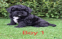 Miniature Poodle dogs for sale: Foodle French Bulldog X Poodle Ready Now - Image 18