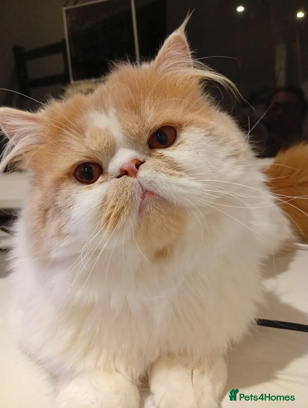 Persian cats for stud: Veronik - Advert 1