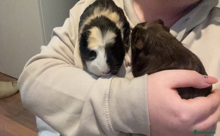 Guinea Pig rodents - Advert 1