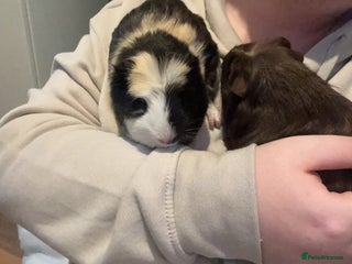 Guinea Pig rodents for sale - Advert 1