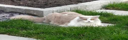 British Longhair cats for sale: Lilac & White Bicolour British Longhair  - Advert 5