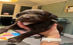 Mixed Breed dogs for sale: Cockerspaniel x Huntaway ready for Christmas!!  - Advert 2