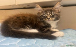 Maine Coon cats for sale: Xl mainecoon kittens full breed non reg  - Image 12
