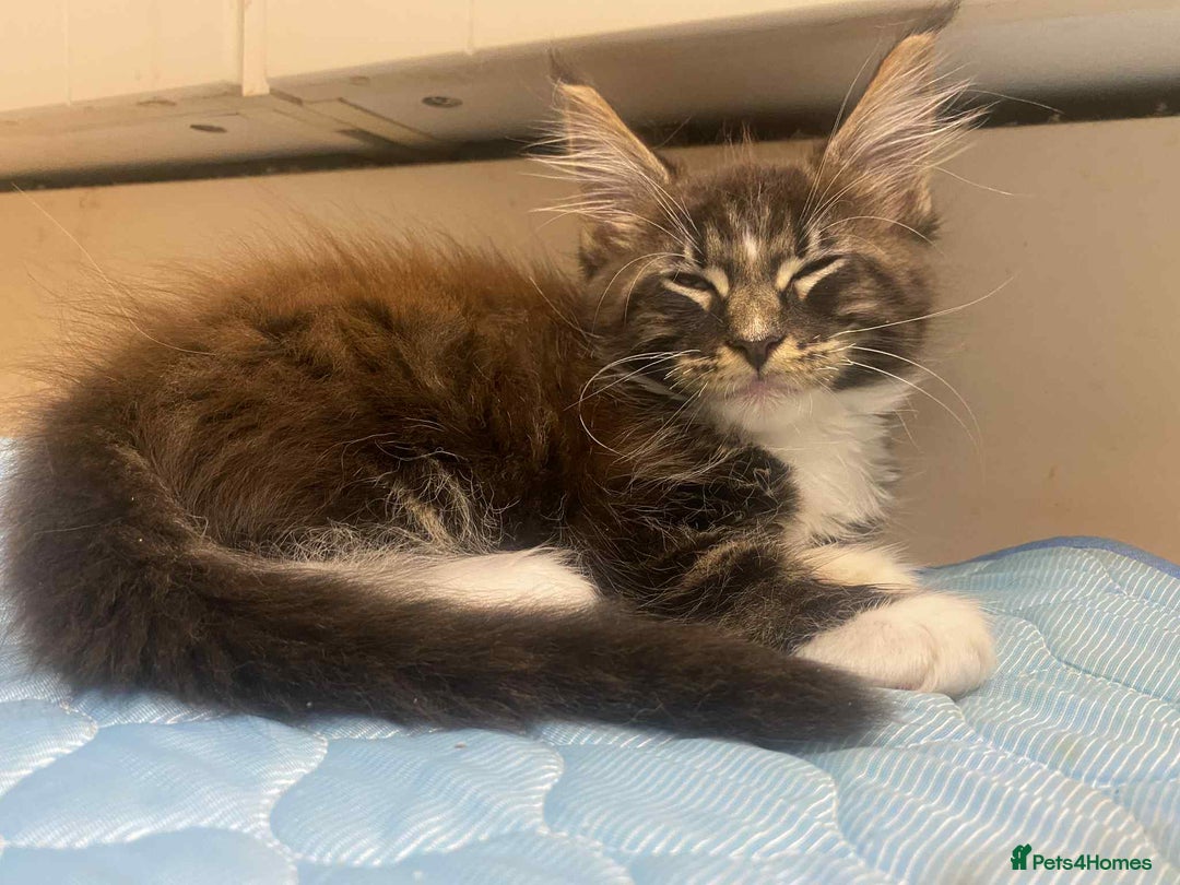 Maine Coon cats for sale: Xl mainecoon kittens full breed non reg  - Image 12