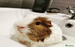 Guinea Pig rodents for sale: 2 Bonded Male Guinea Pigs - Image 5