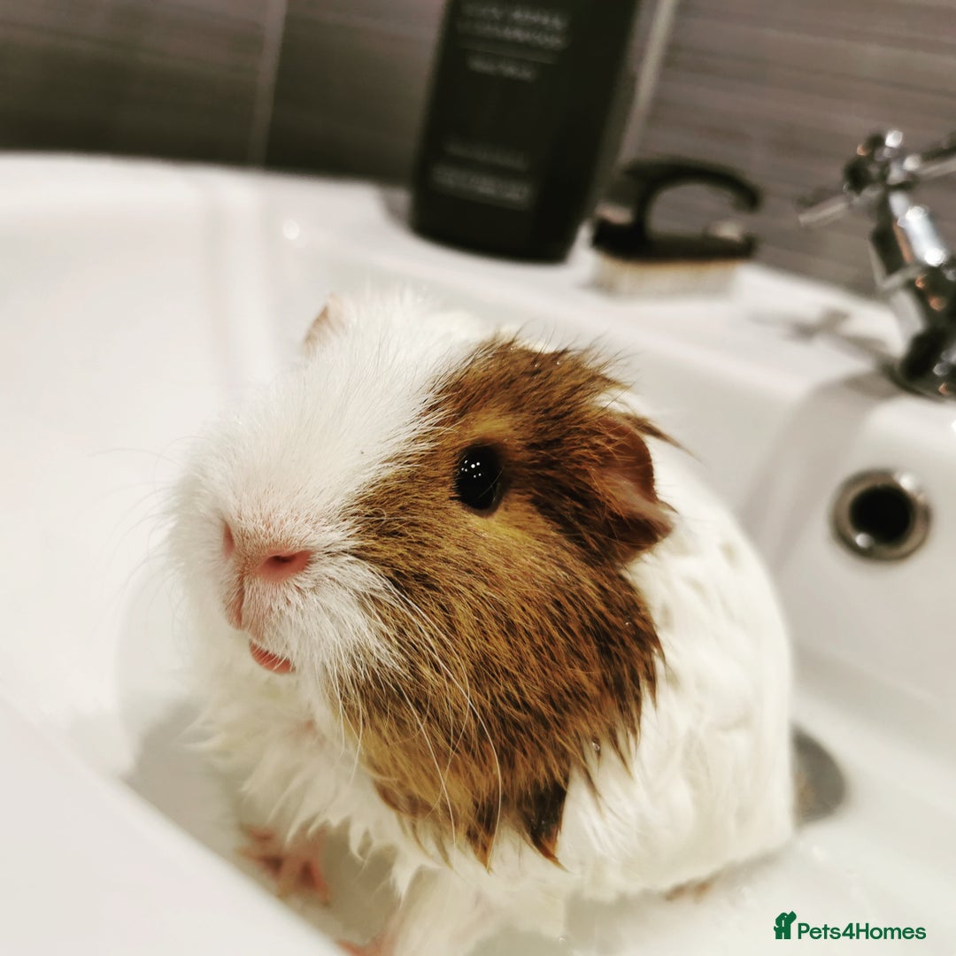 Guinea Pig rodents for sale: 2 Bonded Male Guinea Pigs - Image 5