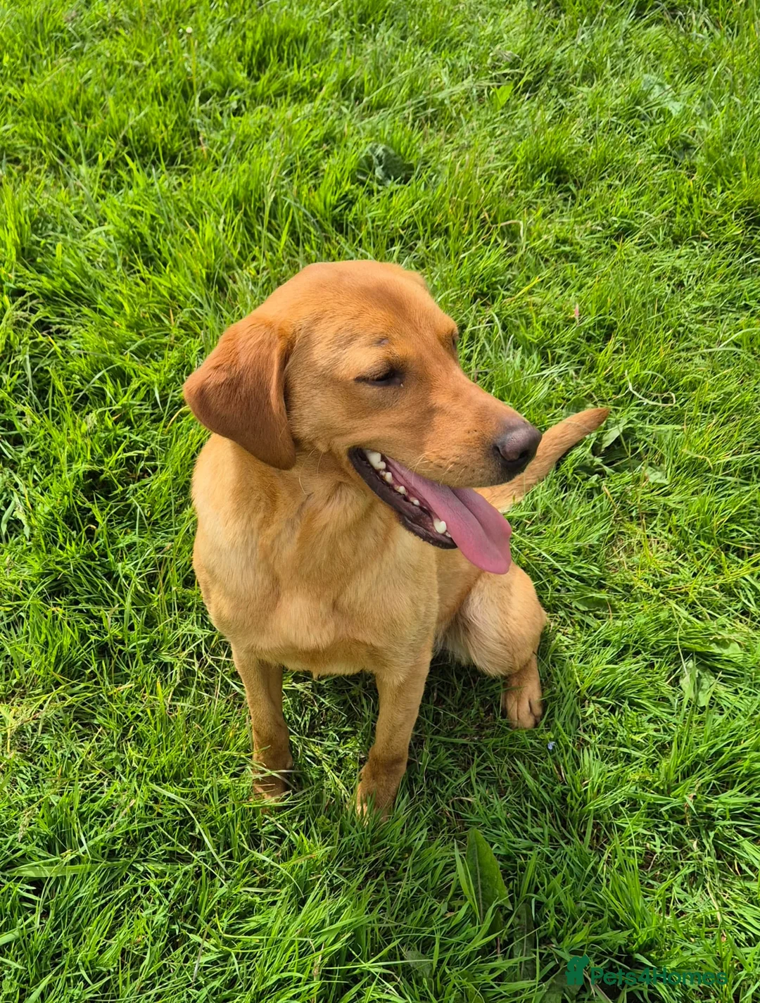 Labrador Retriever dogs for sale: Fox red Labrador puppie for sale  - Advert 8